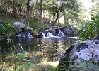 FLV004.JPG
